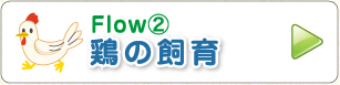 Flow② 鶏の飼育