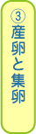 ③産卵と集卵